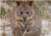 QuokkaAttack's avatar