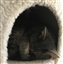 TheCatInBlack's avatar