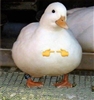 AquaDuck25's avatar