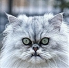 CadenClaviclecrusher's avatar