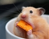 SnickleSlayer's avatar