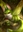 CerberusIronclad's avatar
