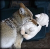 KaosKoyote's avatar