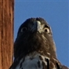KodaTheHuntsman's avatar