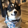 LittleBachman's avatar