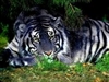 Willowaeris's avatar
