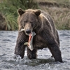 Riverbear's avatar