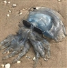 TheGreatGah's avatar