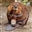 DarkBeaver's avatar