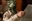 Snakehand_Oz's avatar