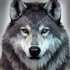 TheDireWolfNZ's avatar