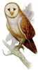 Itsallgoodinthewoods's avatar