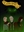 Wallium264's avatar