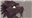 Sir_breton_the_wolf's avatar