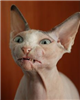Garrettthebeast's avatar
