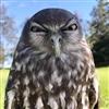 ArbyTheHobo's avatar