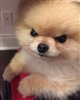 CptFlauschi's avatar