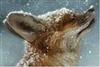 AlpenKitsune's avatar