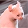 slam_rock's avatar