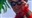 McChungerBunger's avatar