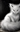 WishLand_Fox's avatar