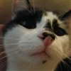 Seamosssage's avatar