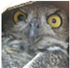deaddrift's avatar