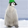 AFlightlessBird's avatar