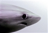 AnxiouShark's avatar