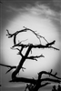 StreetSpirit59's avatar