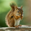 SelfAwareSquirrel's avatar