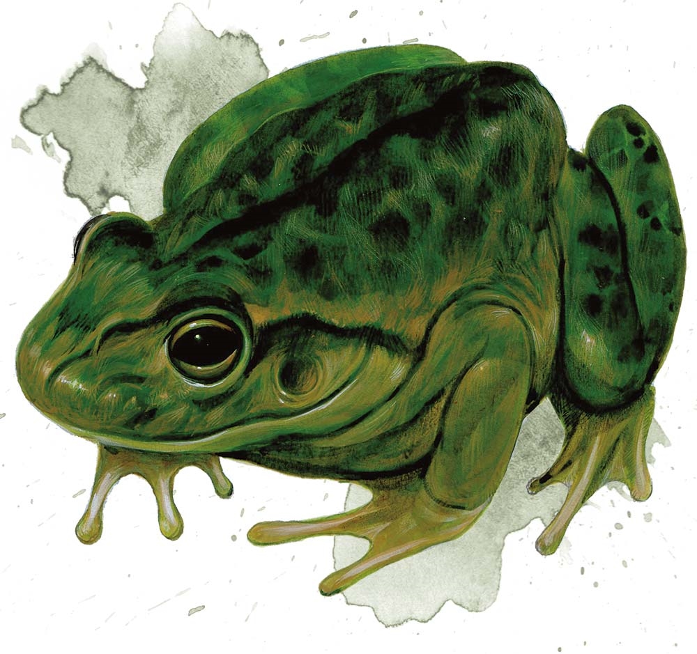 Giant Toad Fantasy