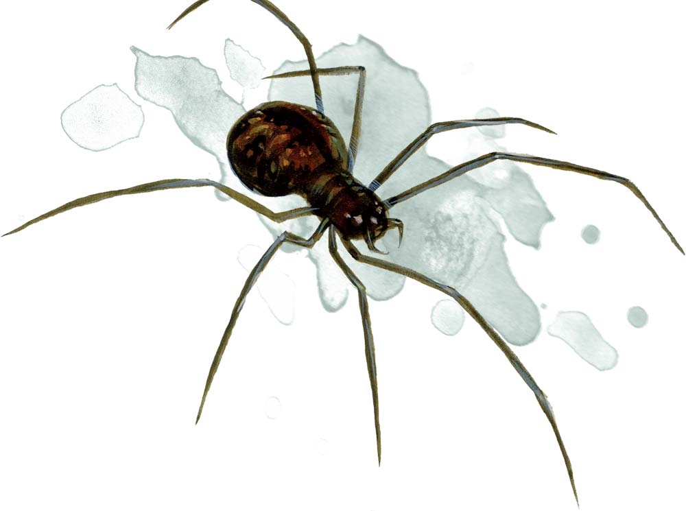 Spider