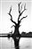 antibaum's avatar