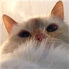 Googly_mooglies's avatar