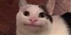 DungeonsAndDoggiesAndDragons's avatar