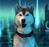 The_Alphadog's avatar
