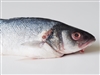 TheGreatBranzino's avatar