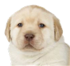 WHomp1's avatar