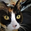 Lizaerys's avatar