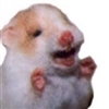 Hampter_guy's avatar