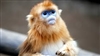 MonkeyBrain1993's avatar