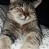 TroyOgoldsword's avatar