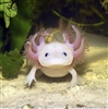 TheSummoner520's avatar