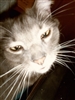 BeaHootiful's avatar