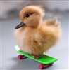 heelyo's avatar