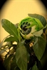 NefariousHouseplant's avatar