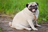 UltraPug6844's avatar