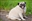 UltraPug6844's avatar