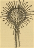 KingSundew's avatar